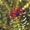 Rhodiola Rosea P.E